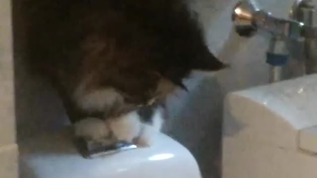 Cat tries to flush toilet