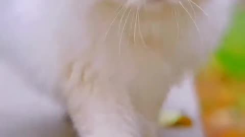 Cuteness Overloaded Cat 😺