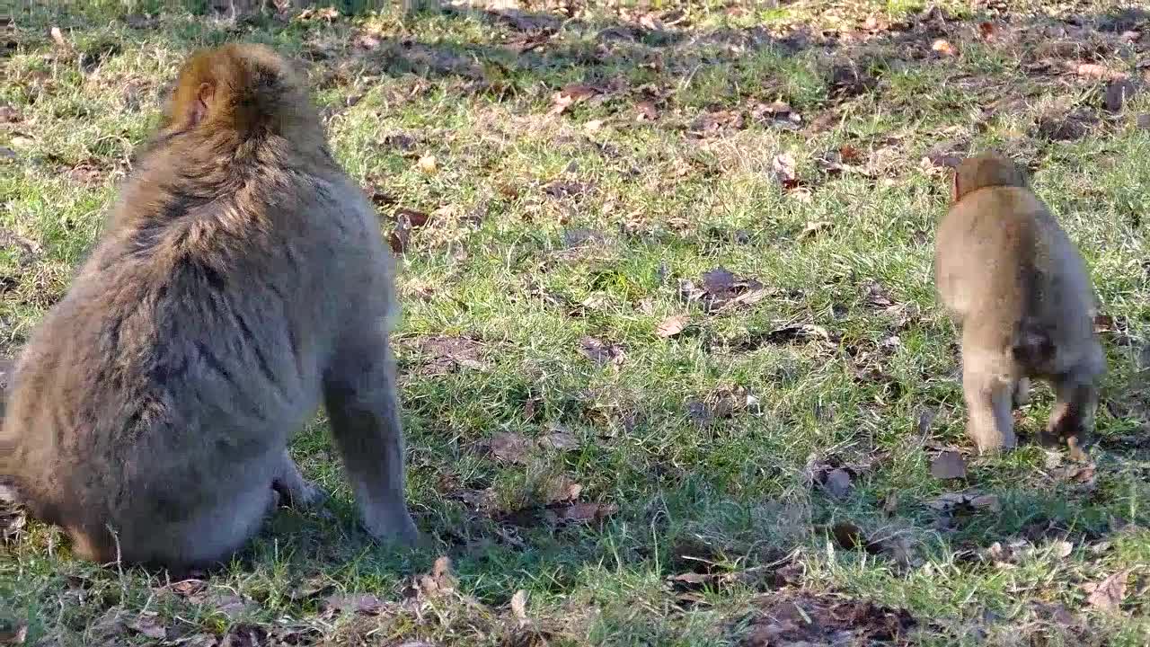 He didn't believe my story about the Star Zoo