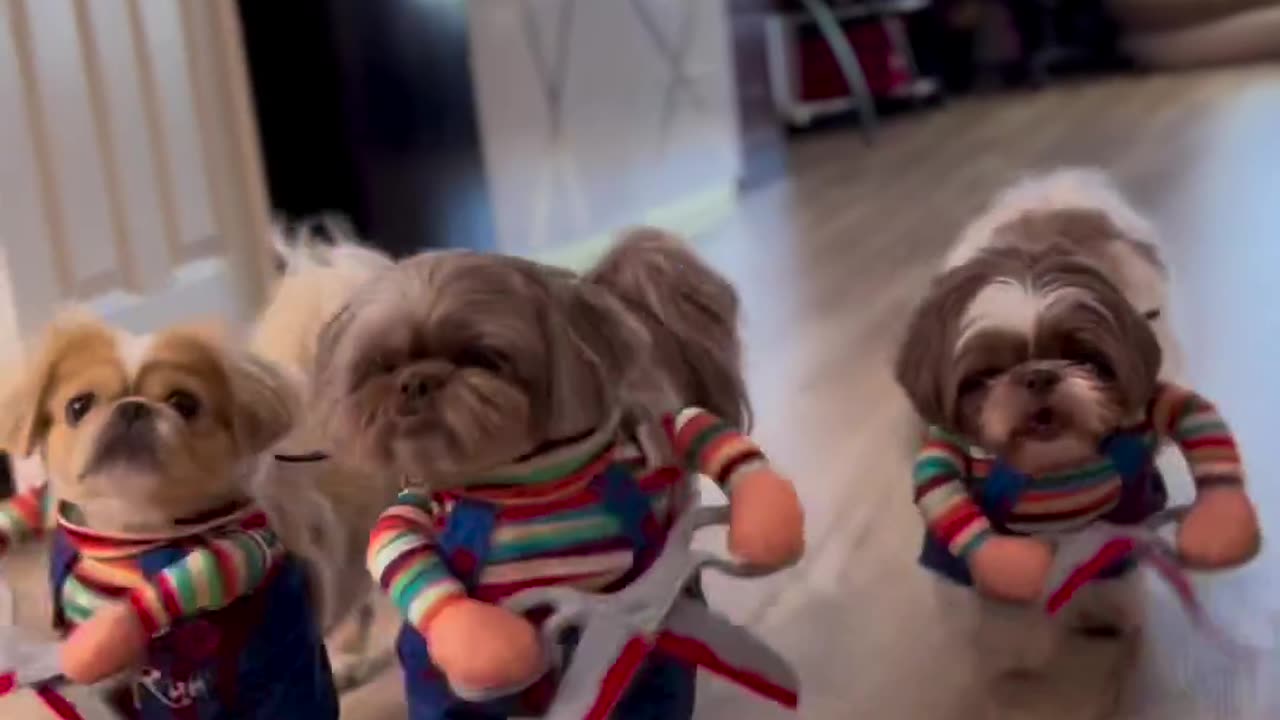 Are These Dogs Walking on 2 Legs