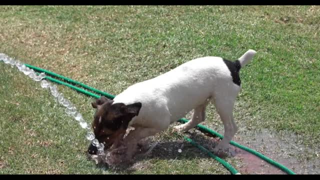 Dog attacking water viciously.