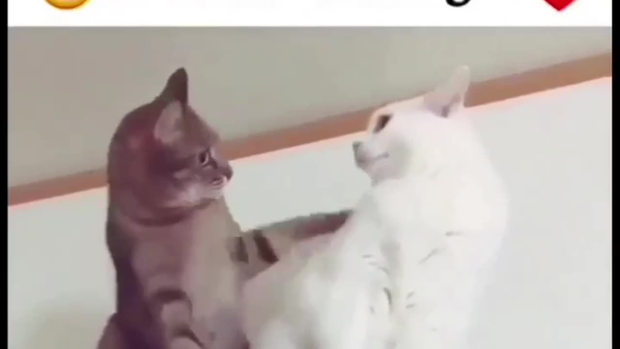 Romantic cat video