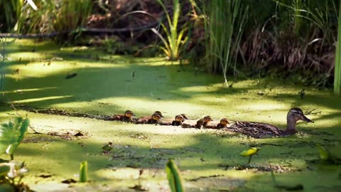 Mother Duck and Her Children