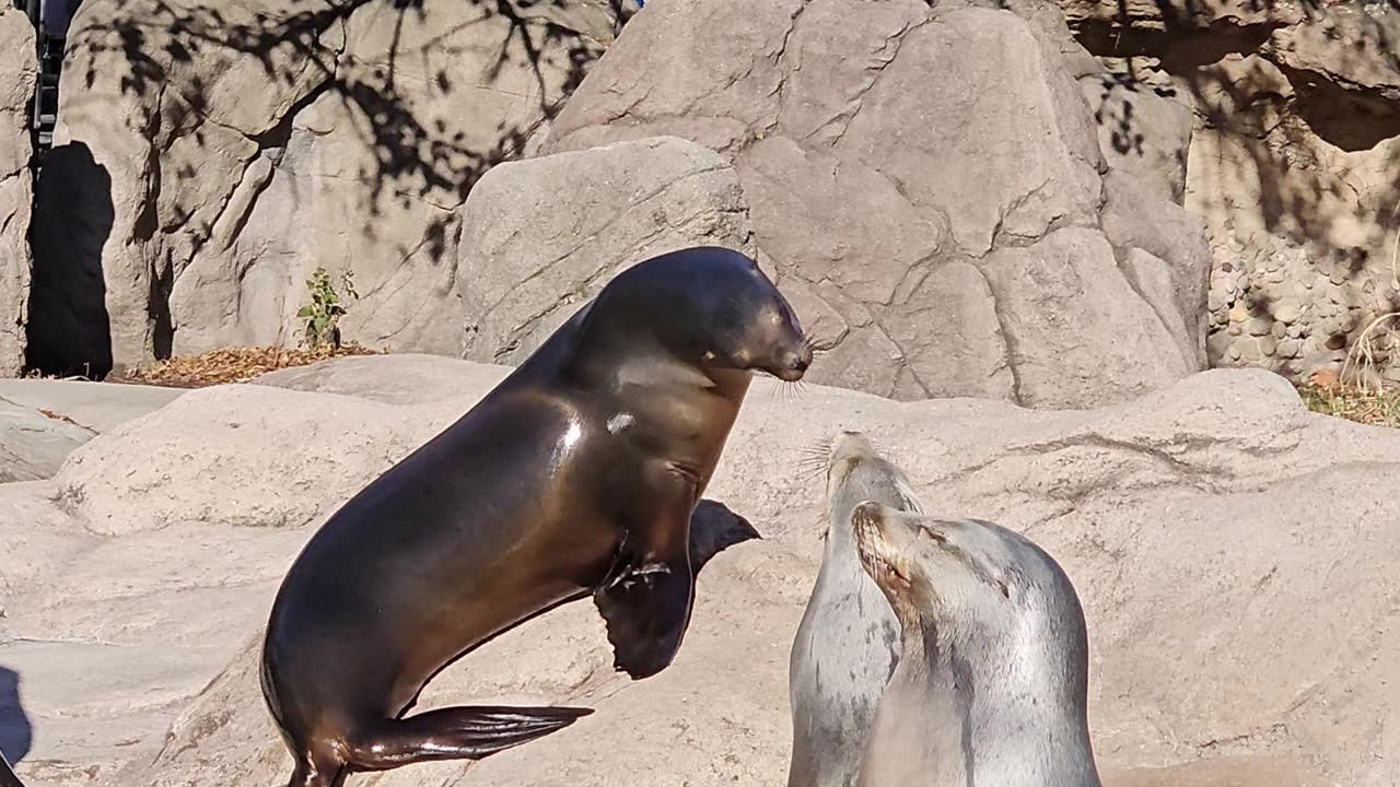 Bob’s Adventures:Capturing the Wild Symphony of Sea Lions