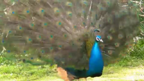 PEACOCK . DANC . 😝😝😝😝😝😝😝👎👎