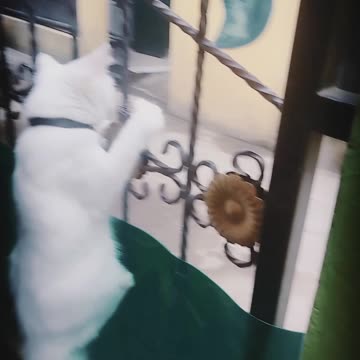 The kitten jumped over the fence