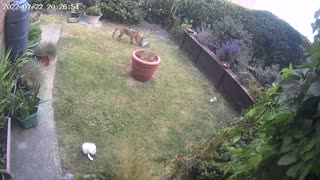 Fox Has Fun with Gardening Croc