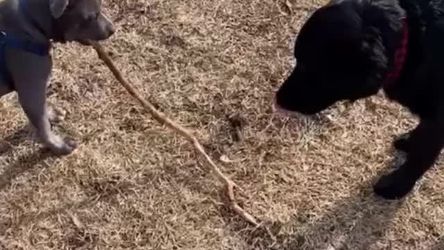 It's that simple to be happy between dogs