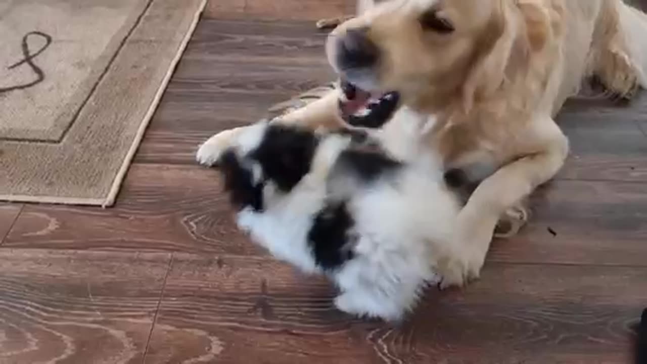 Super cute dogs Nero & Aya