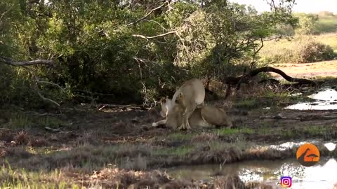 These Lionesses Have a Special Relationship