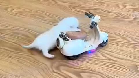 Funny cat driving moments😹 Funny cat driver