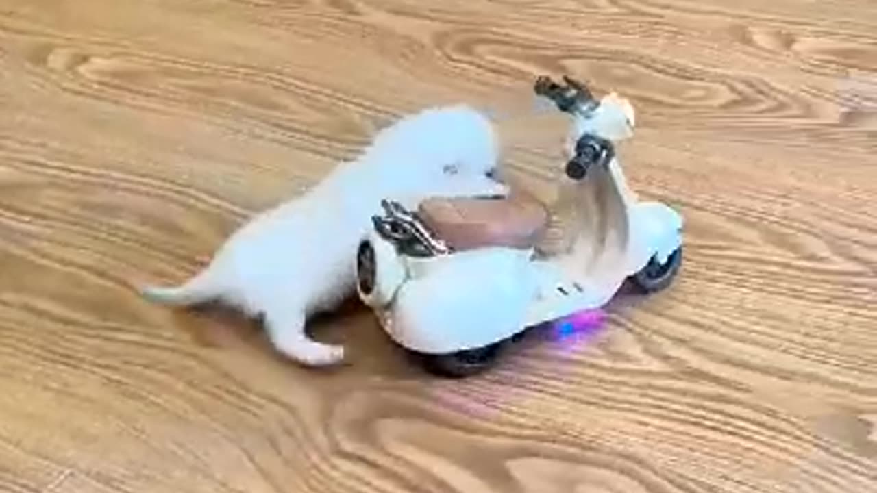 Funny cat driving moments😹 Funny cat driver