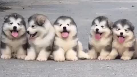 wow the super dog small