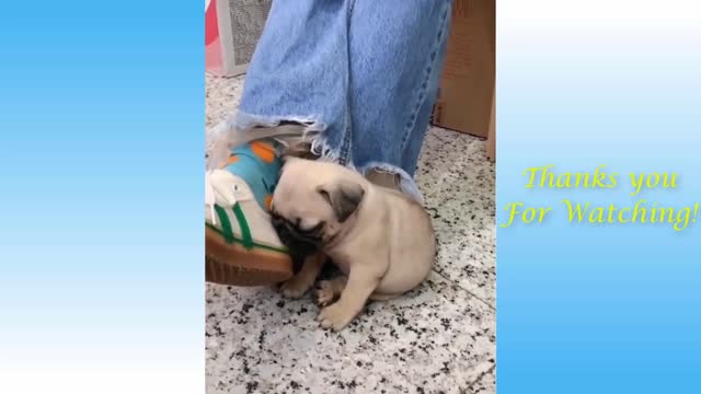 Cute Pets And Funny Animals Compilation