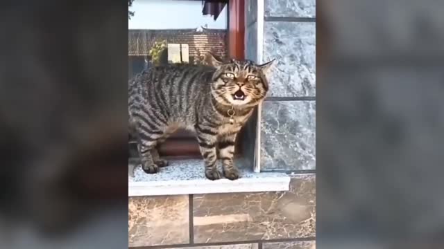 This lovely cat and his expression will make your day❤