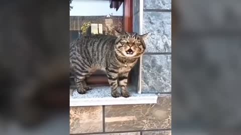 This lovely cat and his expression will make your day❤