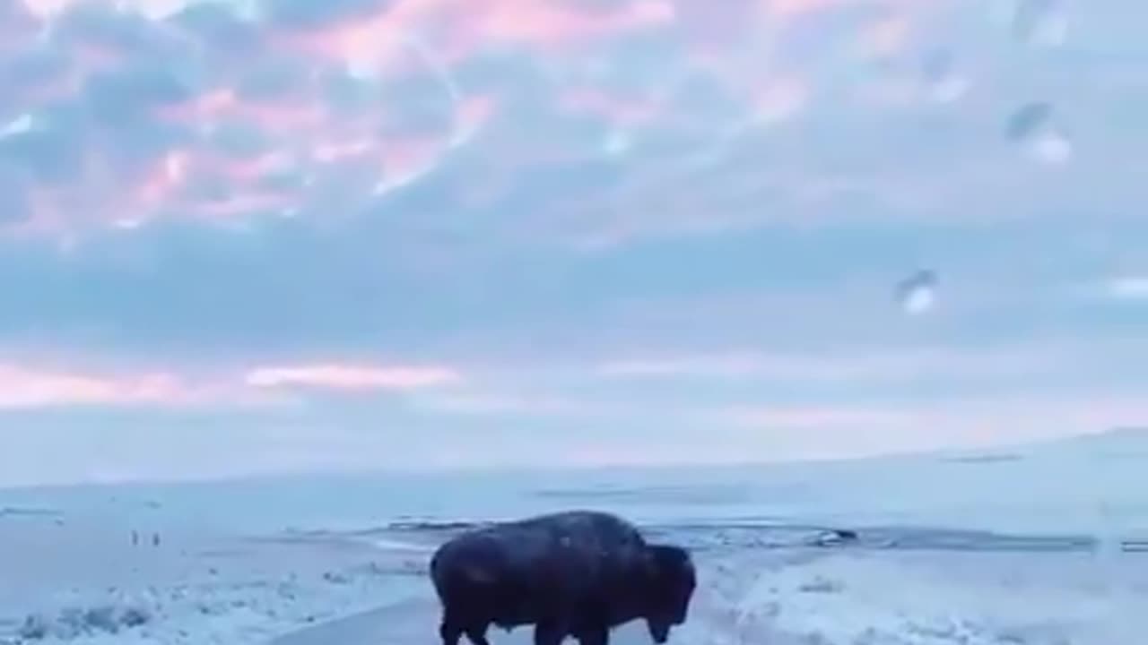 An exciting encounter with a herd of wild bison on a road in Utah