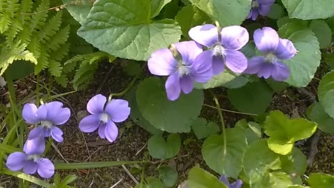 Violets