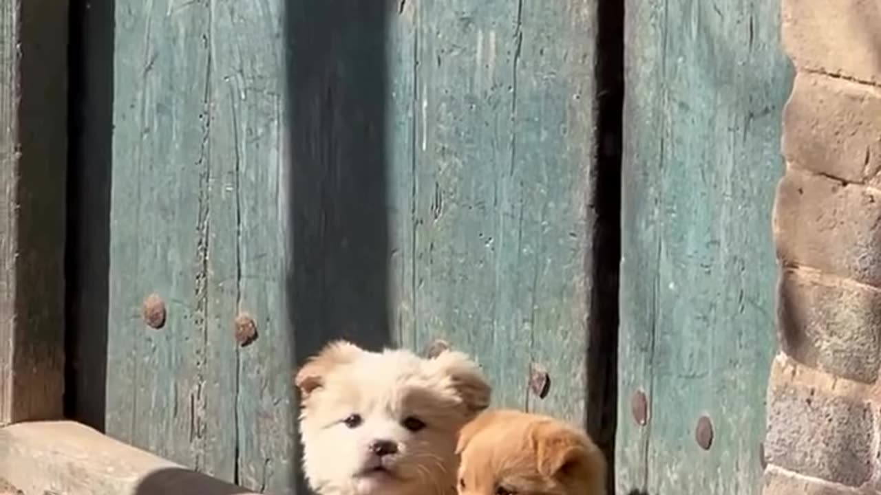 Cute puppies so cute amazing lovely awesome video