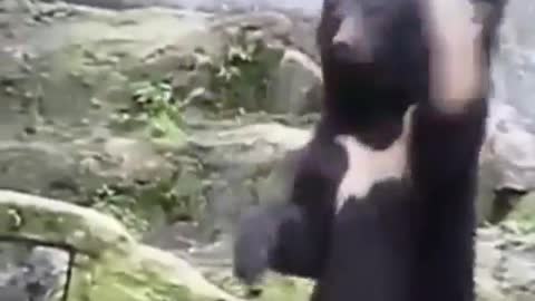 A bear that can play with sticks