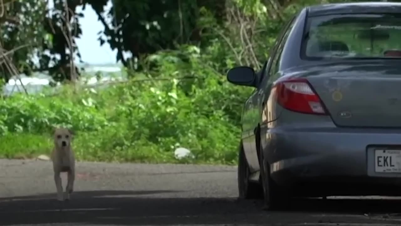 Woman Rescues Puppy From Puerto Rico After Hurricane | The Dodo