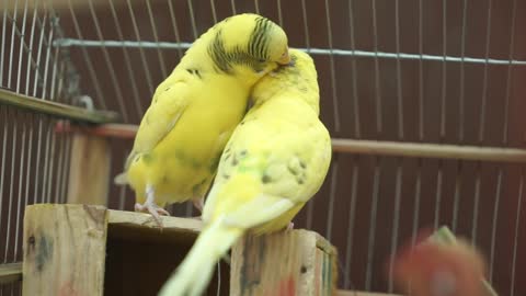 love birds butifull