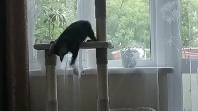 Teddy the cat fell from his tower