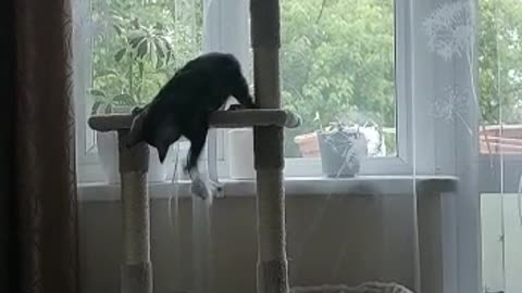 Teddy the cat fell from his tower