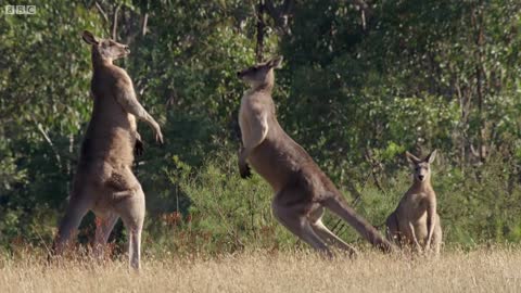 Kangaroo Fighting