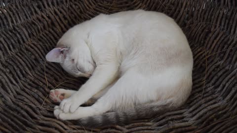 White Cat Sleeping