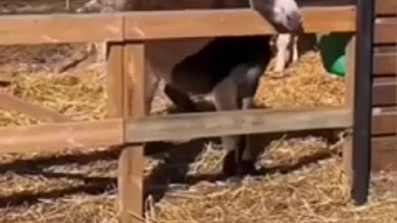 Funny animal video