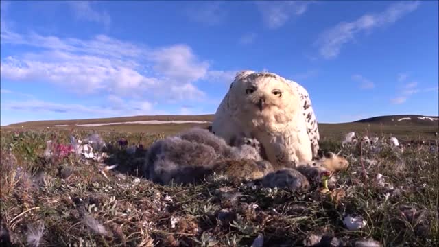 Watch the world of the Snowy Owl