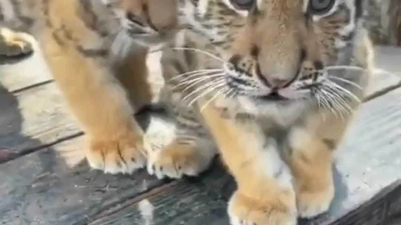 tiger, cute baby animals, The cute babies @tigers-videos