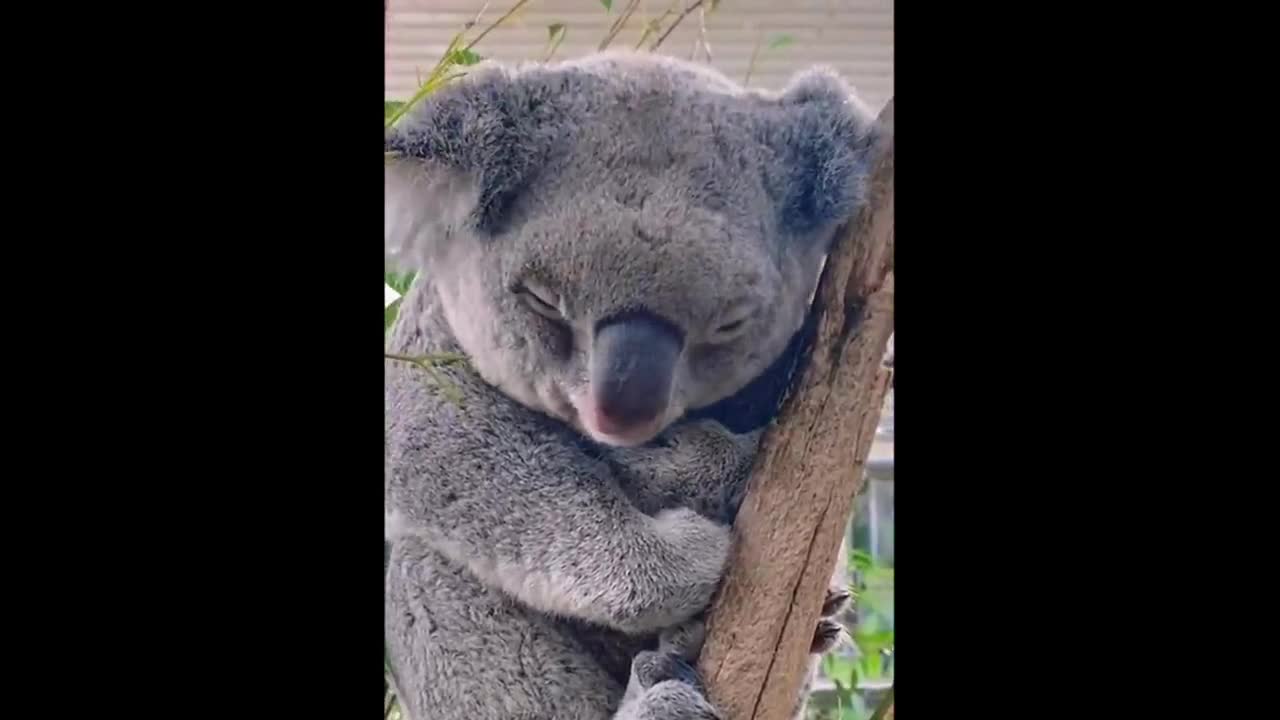 cute koala