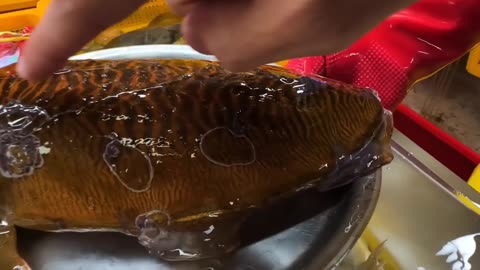 Discover the Breathtaking World of Cuttlefish Markets