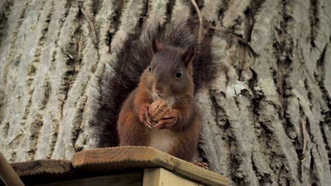 So cute and beautiful squirrels