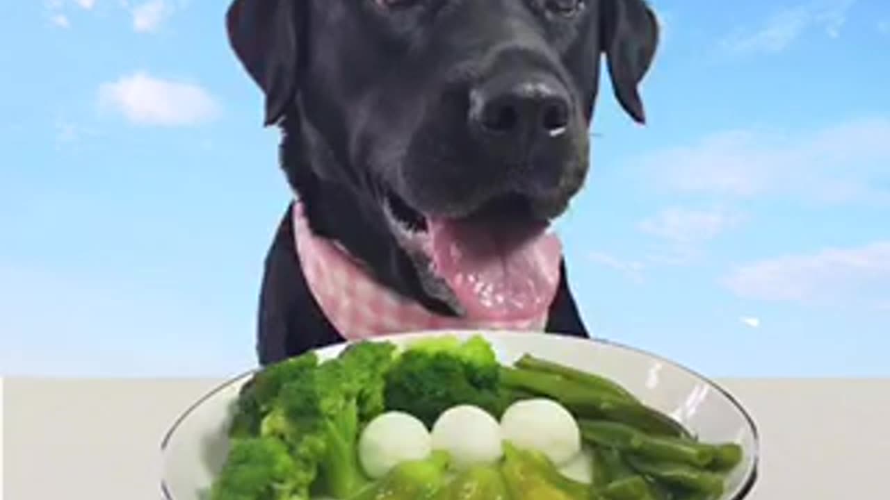 Dogs feed trending video