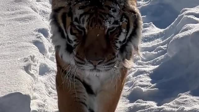 A brief, quiet moment with our oldest tiger, Sabrina 🤍