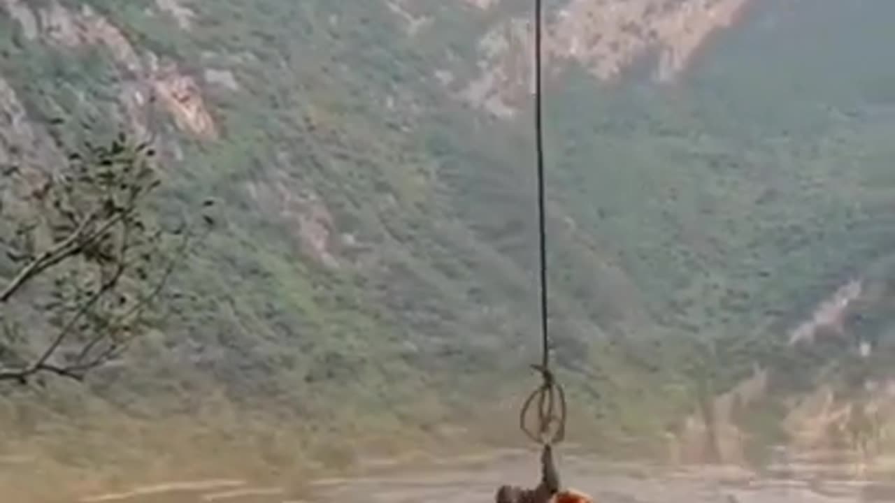 Monkey Saves Monkey From Lions #shorts #viral #shortsvideo #video