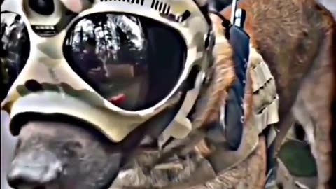 Indian Army 🐶 dog training video Army Dog#armydog#short #indian #armystatus 🔥