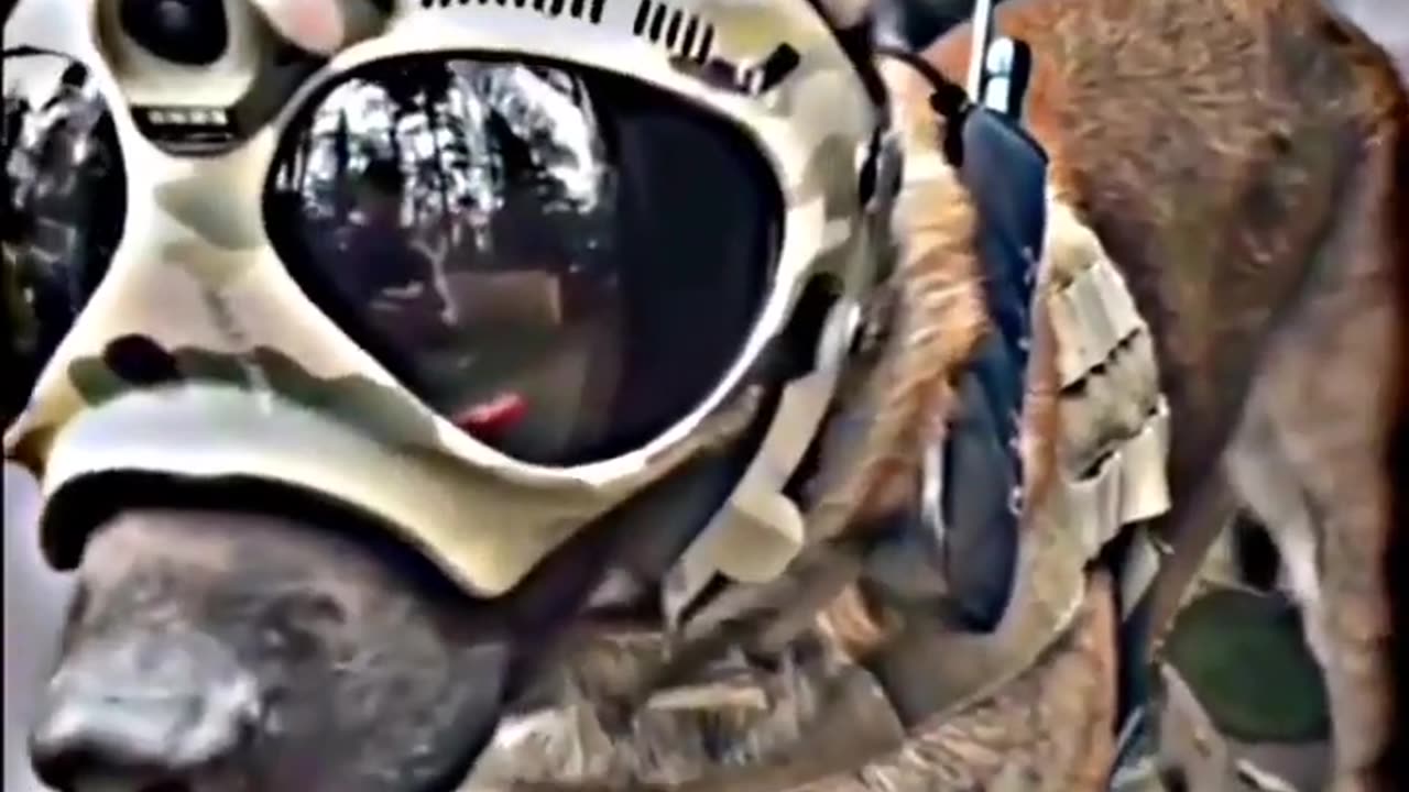 Indian Army 🐶 dog training video Army Dog#armydog#short #indian #armystatus 🔥