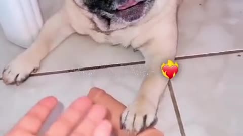 Pug steals womans favorite toy and wont give back