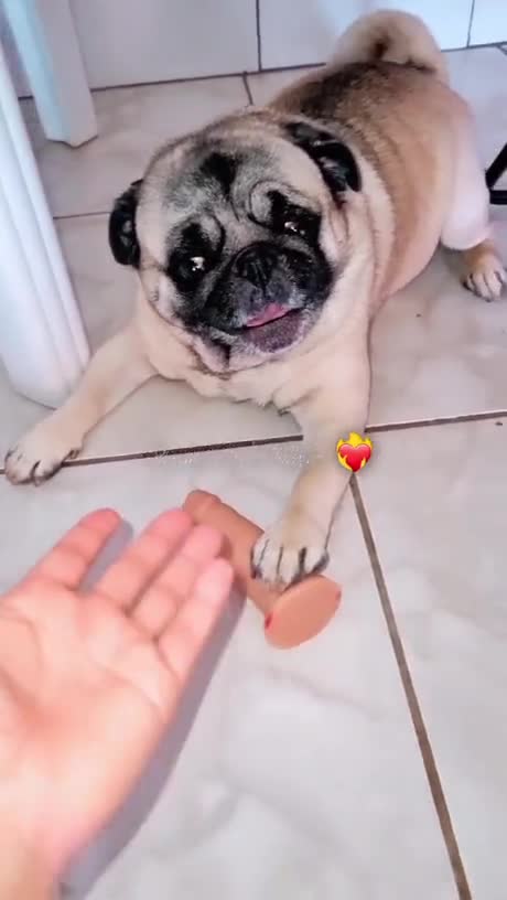 Pug steals womans favorite toy and wont give back
