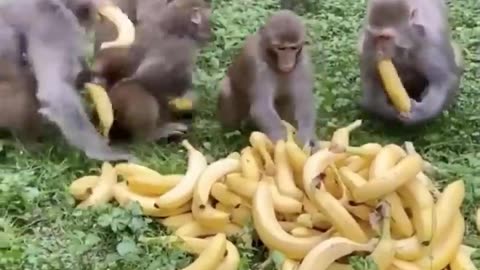 Cutest baby animals Videos Compilation Cute moment of the Animals
