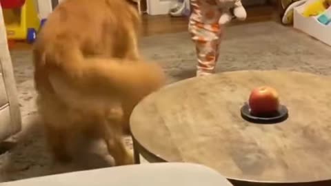 Dog dancing funny video