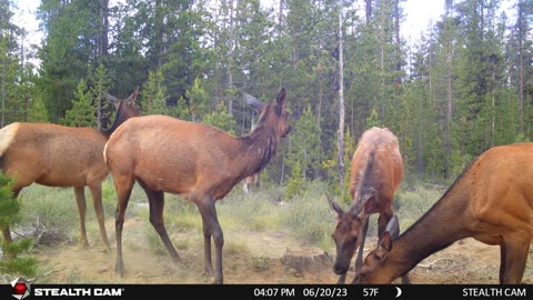 Elk 2023