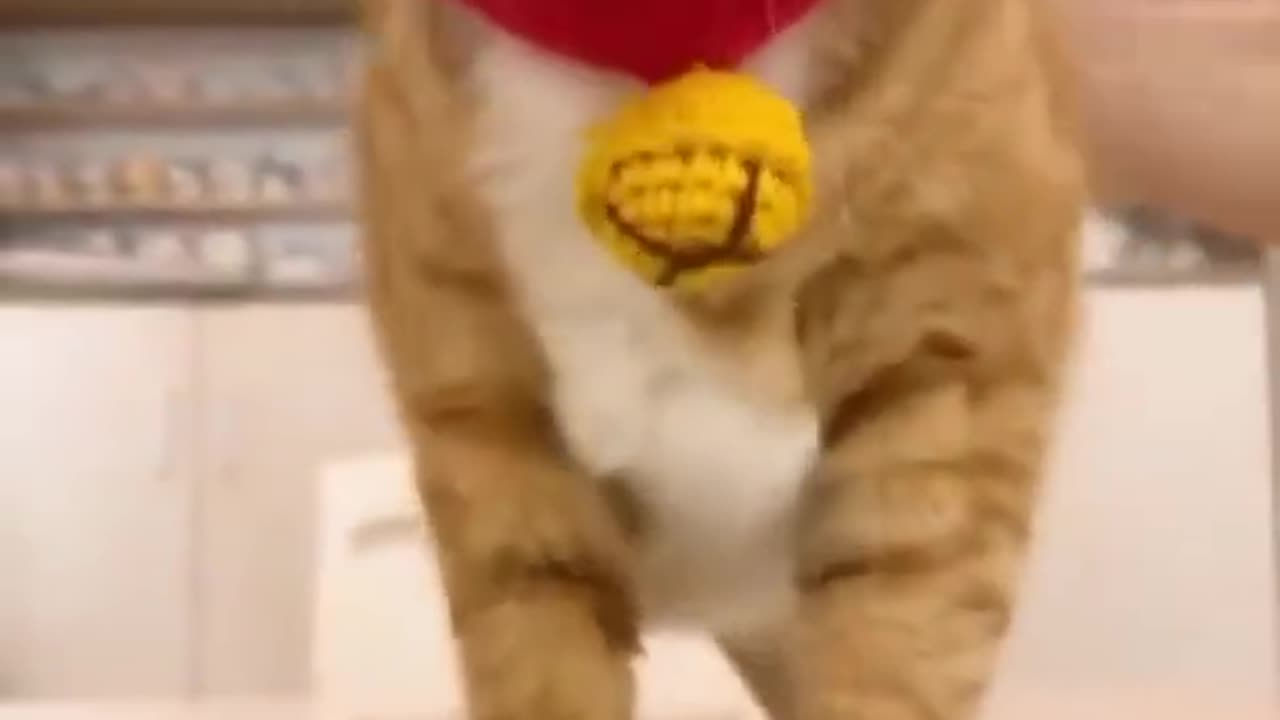 Amzing Cats Funny video