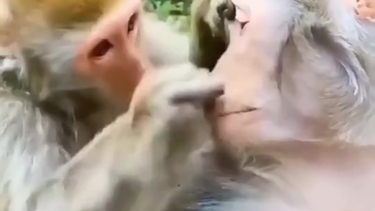 Funny video
