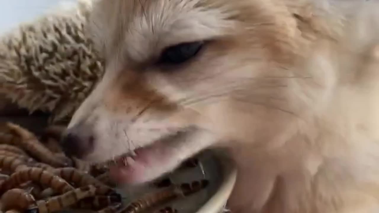 Fox and Hedgehogs Eat Worms