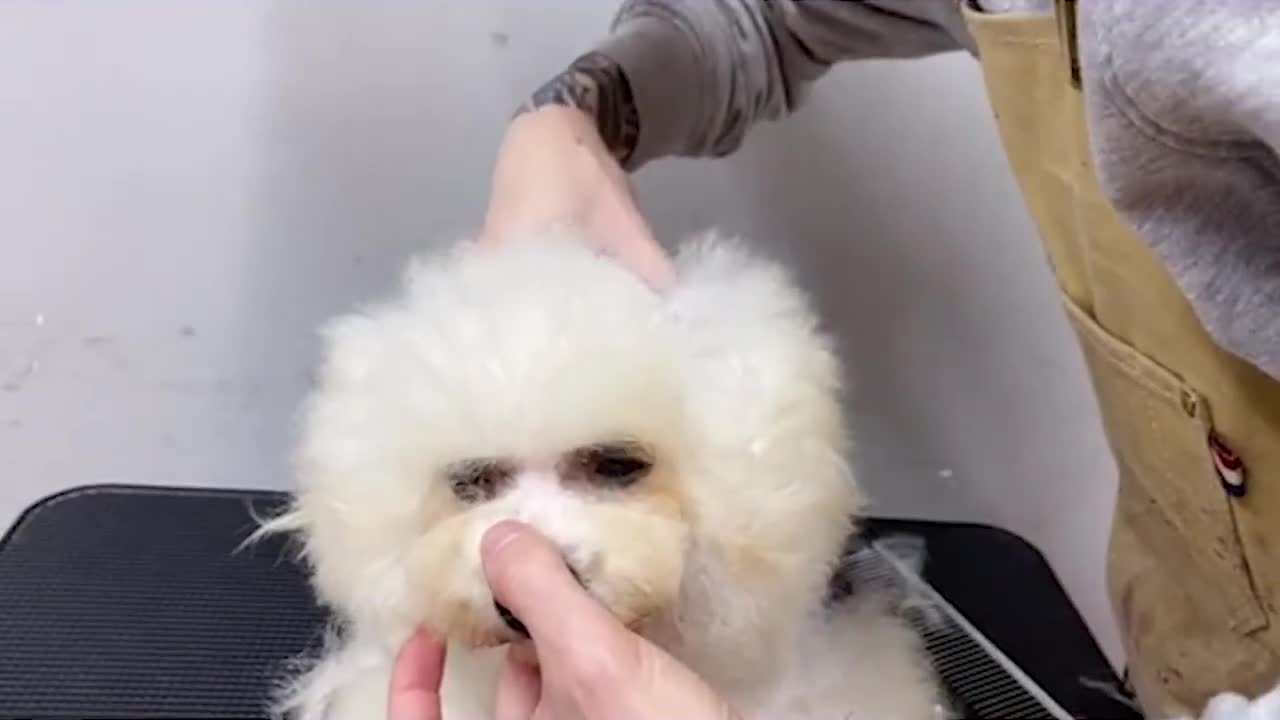 Toy Poodle Dog Grooming